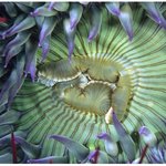 아름다운 바다 <b>생물</b> 05