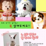 초보 <b>강쥐</b> 엄마들 보세요