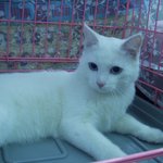 <몽환애> cat <b>show</b> 를 보러 다녀왔습니다