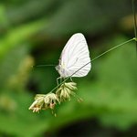 <b>나비</b> 이름 좀...