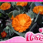 동네 슈퍼 앞 <b>화분</b>에서4