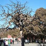 잃어버린 <b>대도</b>[大都]. 진한족이 닦은 북경의 풍경