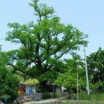 천연기념물 317호 - 당진 <b>송산면</b> 회화나무