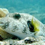 아름다운 바다 <b>생물</b> 06