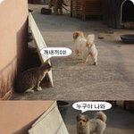 개때끼야!!ㅎㅎ 개와고양이<b>한판</b>승부~