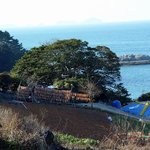 천연기념물 345호 - <b>추도</b>의 후박나무