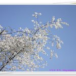 <b>봄</b> <b>느낌</b>...