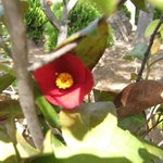 숨어있는 <b>동백</b>을 찾아서.....