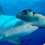 아름다운 바다 <b>생물</b> 07