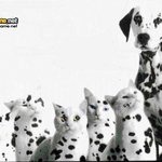 <b>달마</b>고양이