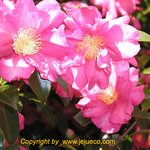 <b>동백</b>나무꽃