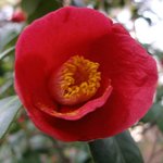 잊혀진 <b>동백</b>55