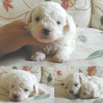짱구에 나오는 흰둥이 닮은 <b>강쥐</b>
