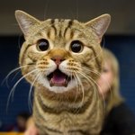'<b>서클</b>렌즈' 낀 고양이???
