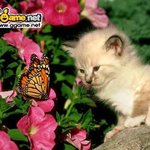 ㅇ ㅏㅅㅅㅏ,<b>고양</b>ㄴㅏㅂㅣㅋ