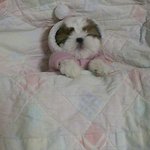 옷입고 <b>이불</b>덮은 강아지
