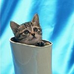 장<b>화신</b>은 원조 고양이
