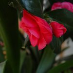 제 <b>동백</b>도....