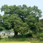 천연기념물 278호 - <b>양주</b> 남면 느티나무