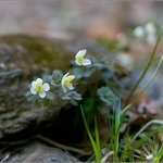 <b>만주</b>바람꽃