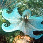 아름다운 바다 <b>생물</b> 05