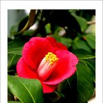 잊혀진 <b>동백</b>56