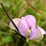 <b>동부</b>콩 꽃