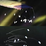 3<b>천년</b>에 한번 핀다는 우담바라