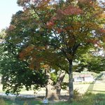 천연기념물 279호 - <b>원성</b> 흥업면 느티나무