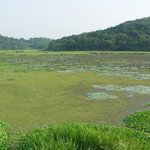 <b>천연</b>기념물 346호 - 함안 법수면 늪지식물
