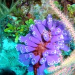 아름다운 바다 <b>생물</b> 06