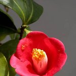 잊혀진 <b>동백</b>57