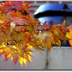 초겨울<b>단풍</b>,장독대.