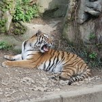 눈동자 <b>색이</b> 너무 예쁜 호랑이