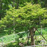 <b>천연</b>기념물 348호 - 반론산 철쭉나무와 분취류 자생지