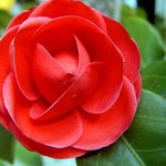 잊혀진 <b>동백</b>58