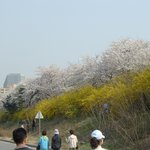 <b>여의도</b> 윤중로 벚꽃  -1