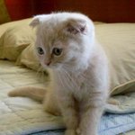 스코티쉬<b>폴드</b>