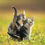 <b>세끼</b>고양이
