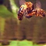 향기로운 <b>아카시</b> 꽃 꿀이 만들어 지기까지....