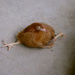 다리 찢기 시리즈