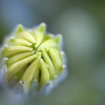 초<b>정밀</b>렌즈 속에 핀 꽃 (16)