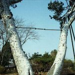 <b>천연</b>기념물 8호 - 서울 재동의 백송