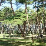 천연기념물 349호 - <b>영월</b> 청령포 관음송