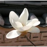 목련...