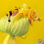 <b>꿀벌</b>애기