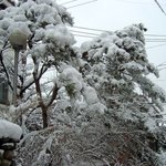 3월 <b>폭설</b>이 내린날의 우리집 인근 설경(04/03/05)