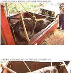 **충격** <b>낮잠</b> 자다가 뱀한테 먹힌 엽기사진