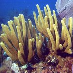 bahamas diving <b>pics</b> 5