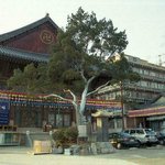 <b>천연</b>기념물 9호 - 서울 수송동의 백송